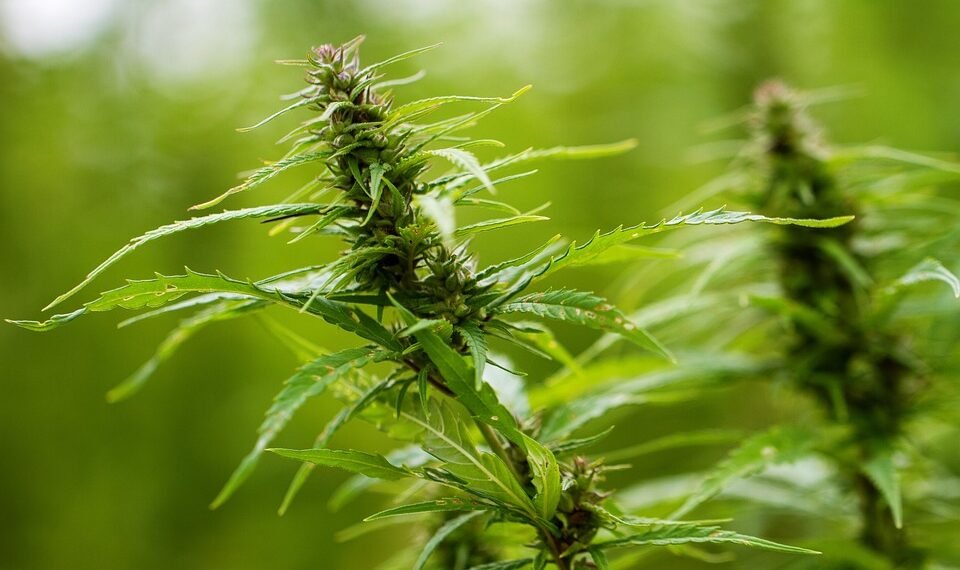 Unveiling the Green Revolution: Navigating the Complexities of Cannabis Cultivation Laws