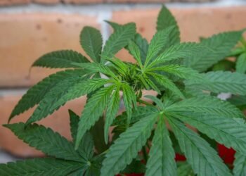 Mastering the Art of Cannabis Pruning: Tips for Healthy and Bountiful Plants