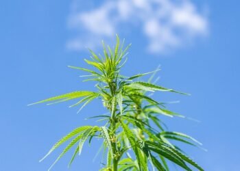 The Green Thumb Guide: Mastering Cannabis Plant Care for Maximum Growth and Health