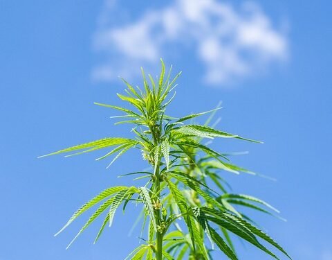 The Green Thumb Guide: Mastering Cannabis Plant Care for Maximum Growth and Health