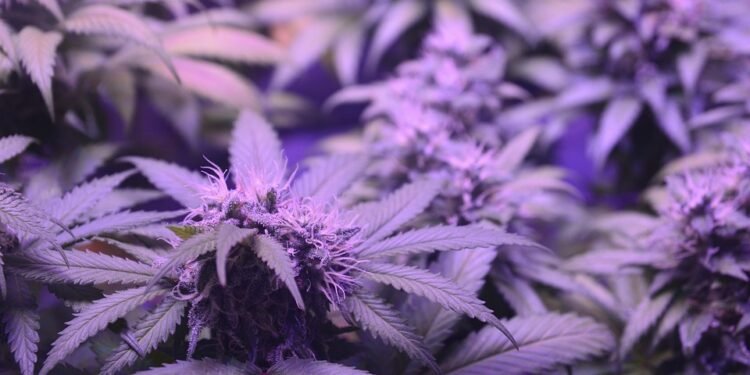 Unlocking the Mysteries of Cannabis: Exploring the Unique Profiles of Popular Strains