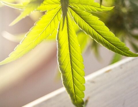 The Healing Power of MMJ: A Comprehensive Guide to Medical Marijuana Benefits