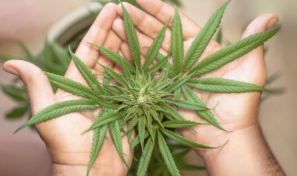 The Ultimate Cannabis Strain Handbook: Your Guide to Finding the Perfect High