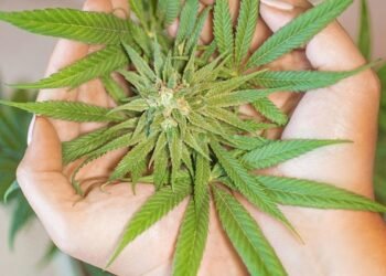 Exploring the Delicious World of MMJ Edibles: A Tasty Journey to Wellness