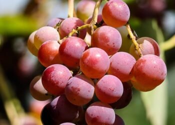 Protect Your Plants: The Ultimate Guide to Cannabis Pest Control