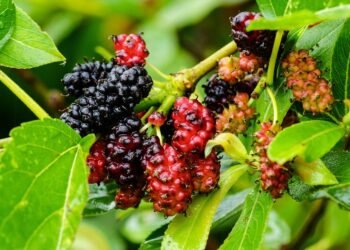 Elevating Health: The Power of Cannabis in Promoting Wellness