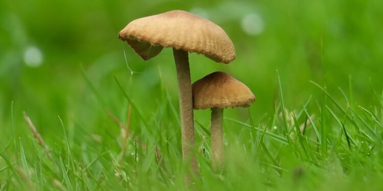 Budding Perspectives: A Deeper Dive into Cannabis Strain Reviews