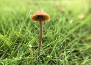 The Healing Power of Cannabis: Unlocking the Benefits of Strain-Specific Relief