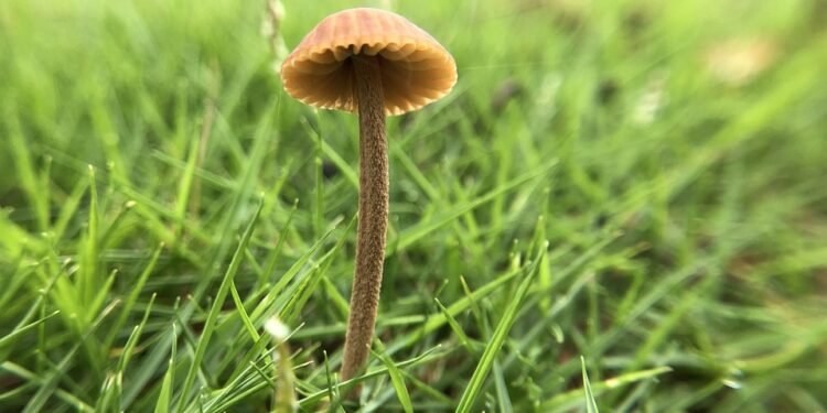 The Healing Power of Cannabis: Unlocking the Benefits of Strain-Specific Relief