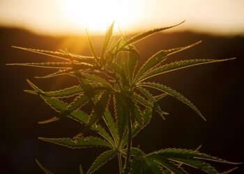 Cultivating Cash: The Impact of Marijuana Tax Laws on Government Revenue