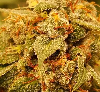 The Potent Power of Cannabis: Unleashing the Strength of Strain Potency