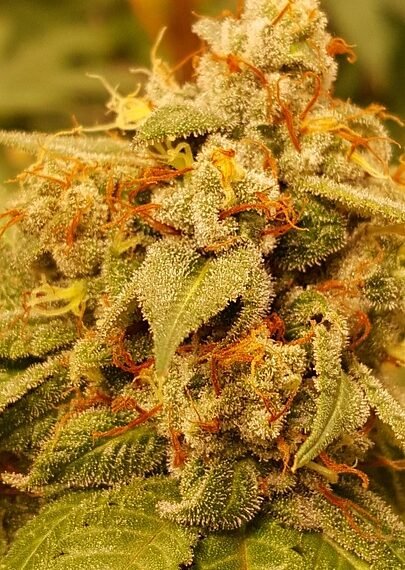 The Potent Power of Cannabis: Unleashing the Strength of Strain Potency