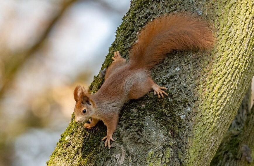 Unwind and Relax: Exploring the Best Indica Cannabis Strains for Ultimate Chill