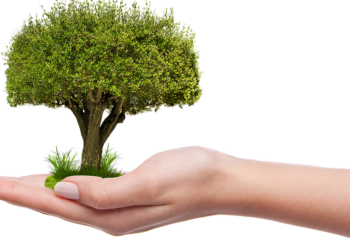 Green Thumb Guru: Expert Tips for Maximizing Your Cannabis Grow