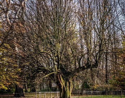 The Top Cannabis Strains You Need to Try in 2021: A Guide to the Best of the Best