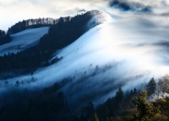 The High Stakes of Marijuana Import Regulations: Navigating the Complex Legal Landscape