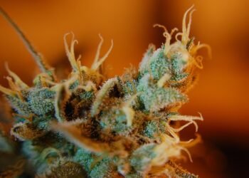Mastering the Art of Cannabis Cultivation: Advanced Growing Techniques for Maximum Yields
