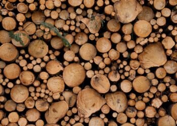 The Ultimate High: Exploring the Power of High-THC Cannabis Strains