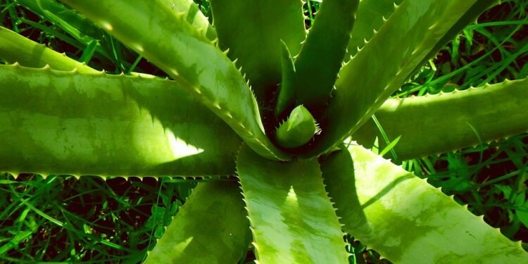 Finding Zen: The Ultimate Guide to Stress Relief with Cannabis