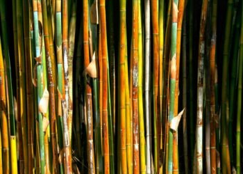 Unlocking the Secrets of Cannabis: The Essential Light Requirements for Optimal Growth