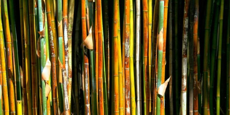 Unlocking the Secrets of Cannabis: The Essential Light Requirements for Optimal Growth