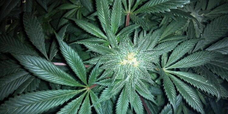 Relief in Full Bloom: How Medical Marijuana is Transforming Arthritis Treatment