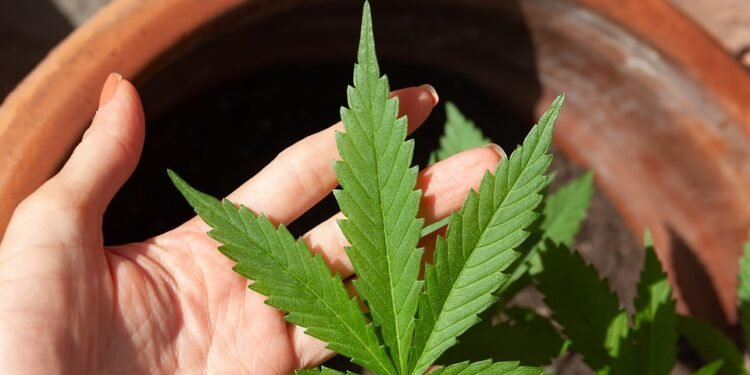 Finding Relief: The Power of Medical Cannabis for PTSD Management