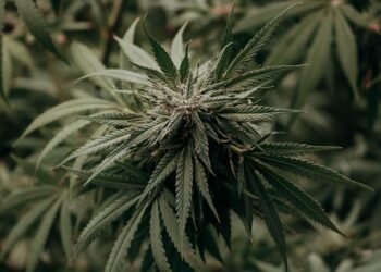 Unlocking the Delicious Diversity of Cannabis Strain Flavors