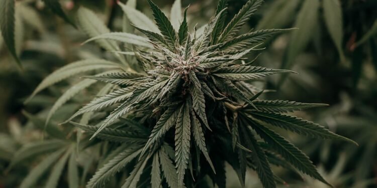 Unlocking the Delicious Diversity of Cannabis Strain Flavors