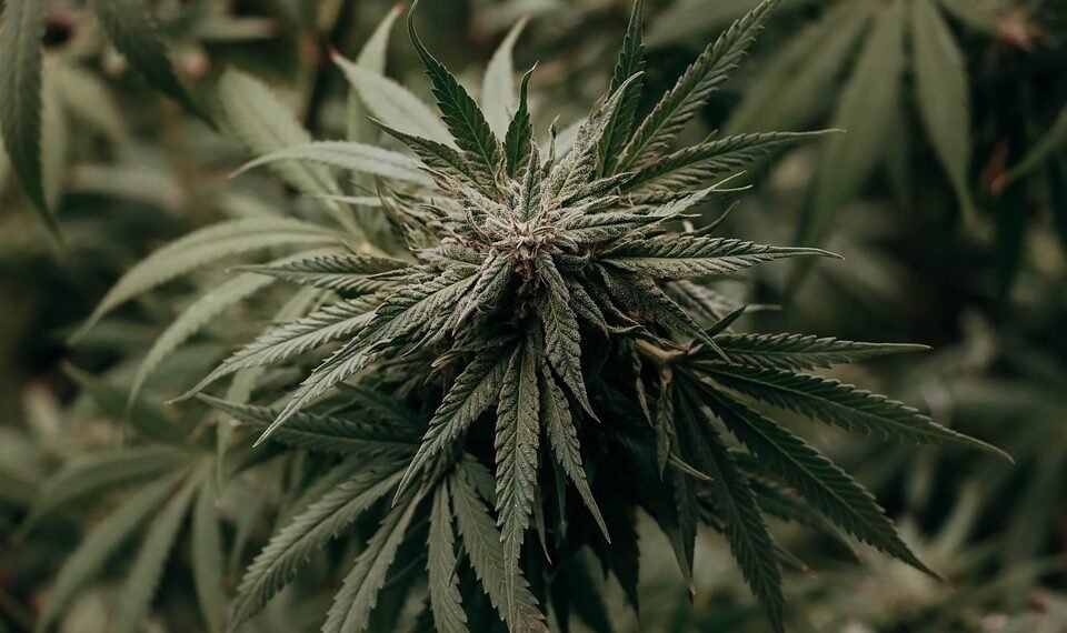 Unlocking the Delicious Diversity of Cannabis Strain Flavors