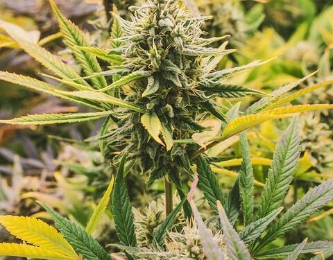 Highly Delicious: Elevate Your Dessert Game with Weed-Infused Treats