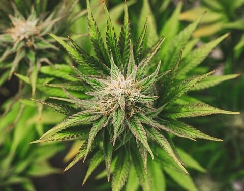 Elevate Your Wellness: Embracing a Healthy Lifestyle with Cannabis