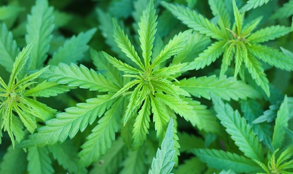 Unlocking Relief: The Healing Power of THC for Chronic Pain Management