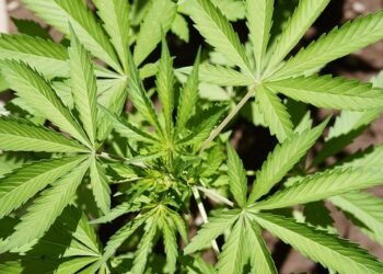 Mastering the Art of Cannabis Pest Management: Strategies for a Thriving Crop