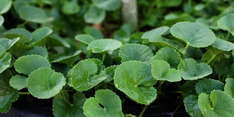 Pain-Free Living: The Healing Power of Cannabis for Chronic Pain Relief