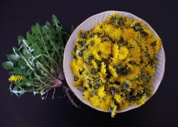 Unleash the High: The Ultimate Guide to THC-Infused Beverages