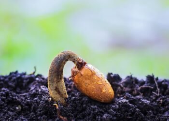 Mastering the Art of Cannabis Pruning: Expert Tips for Maximizing Your Harvest