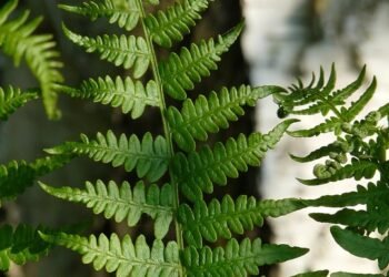 Unwind and Relax: Exploring the Tranquil World of Indica Cannabis Strains