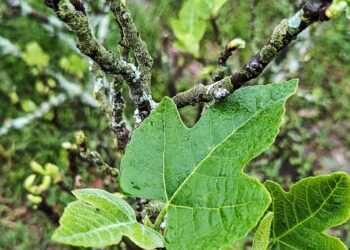 Mastering the Art of Growing: Essential Cannabis Cultivation Techniques for Success