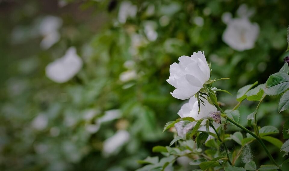 Budding Origins: Uncovering the Rich History of Cannabis Strains