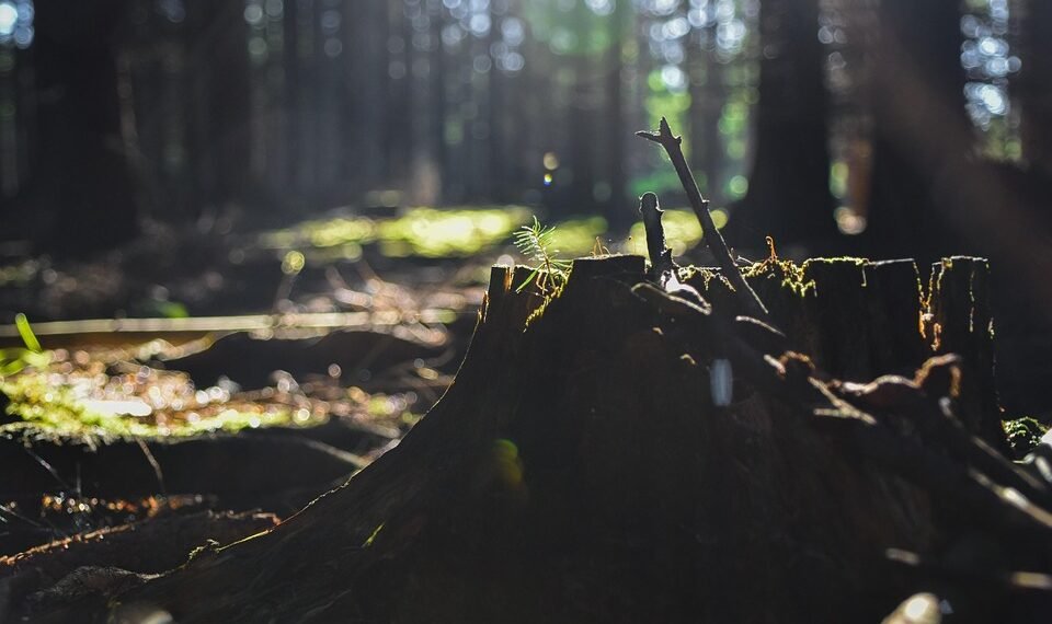 The Healing Power of Cannabis Strains: Unlocking the Natural Remedies for Pain Relief and Wellness