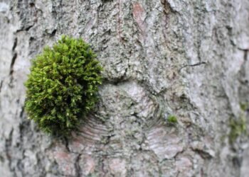 Unlocking Creativity: The Power of Sativa Cannabis Strains