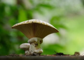 The Roots of Cannabis: A Journey Through the History of Popular Strains