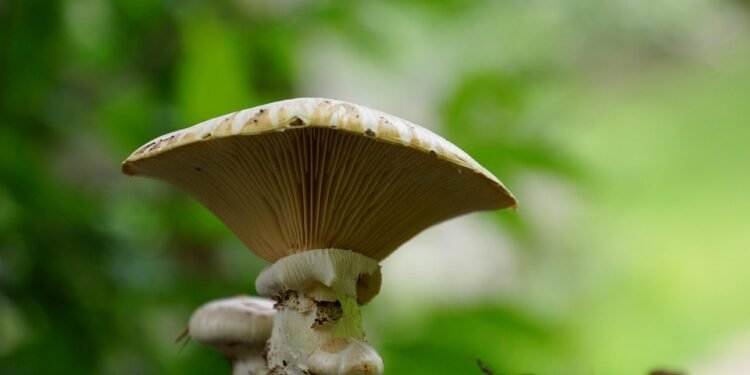 The Roots of Cannabis: A Journey Through the History of Popular Strains