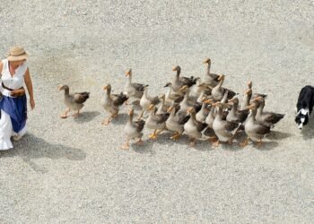 Rooted in Tradition: Exploring the Rich History of Cannabis Culture