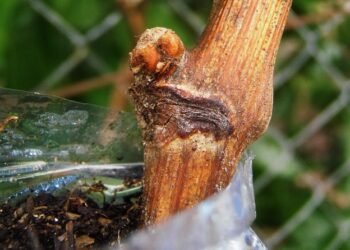 Buds Battle: A Comprehensive Comparison of Top Cannabis Strains