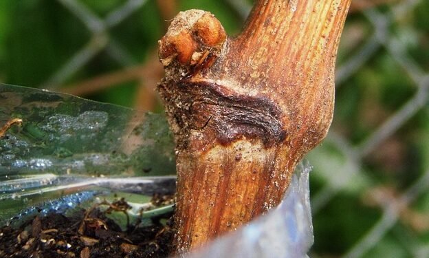 Buds Battle: A Comprehensive Comparison of Top Cannabis Strains