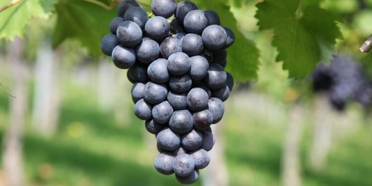 Nourishing Your Crop: The Ultimate Guide to Cannabis Nutrient Management