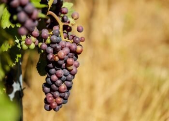 The Green Thumb&rsquo;s Guide to Optimal Cannabis Nutrient Management: Maximizing Growth and Yield