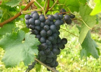 Unlocking the Secrets to Optimal Cannabis Growing Conditions: A Comprehensive Guide